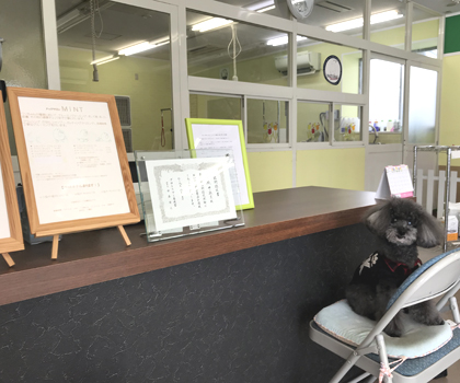 岩手県花巻市のトリミング・ドッグサロン MINT（ミント）/ガラスの多様で透明化