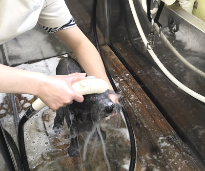 岩手県花巻市のトリミング・ドッグサロン MINT（ミント）/炭酸泉取扱店