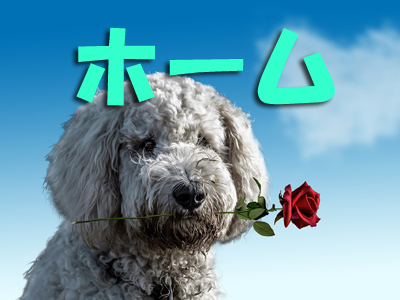 岩手県花巻市のトリミング・ドッグサロン MINT（ミント）/ホーム