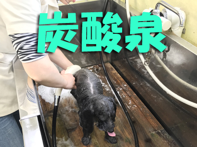 岩手県花巻市のトリミング・ドッグサロン MINT（ミント）/炭酸泉