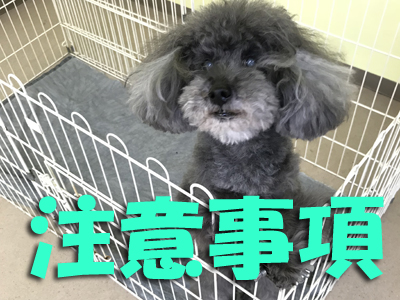 岩手県花巻市のトリミング・ドッグサロン MINT（ミント）/注意事項